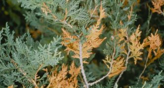 Sitosporosis Thuja