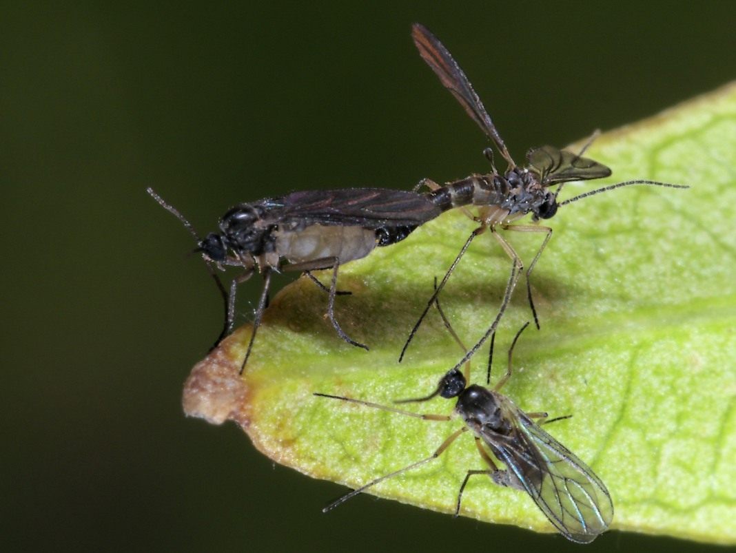 Bagaimana cara menghilangkan midges yang tinggal di pasu bunga?