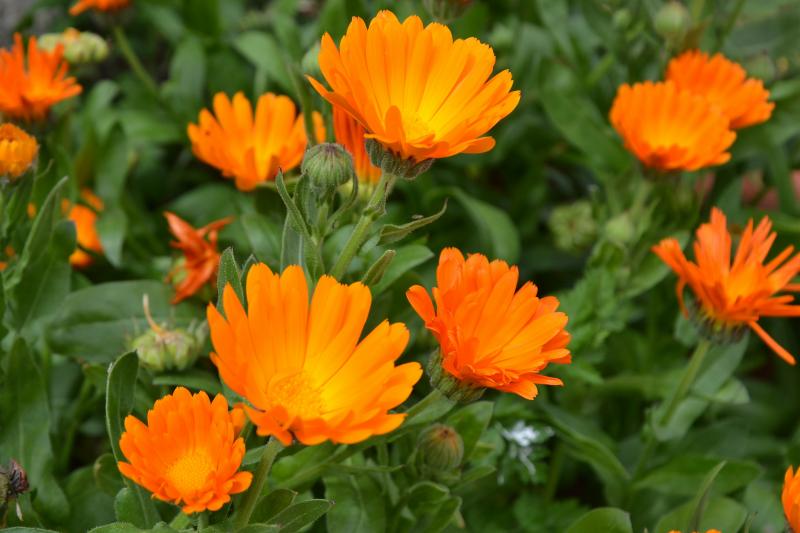 Calendula - sifat perubatan dan kontraindikasi