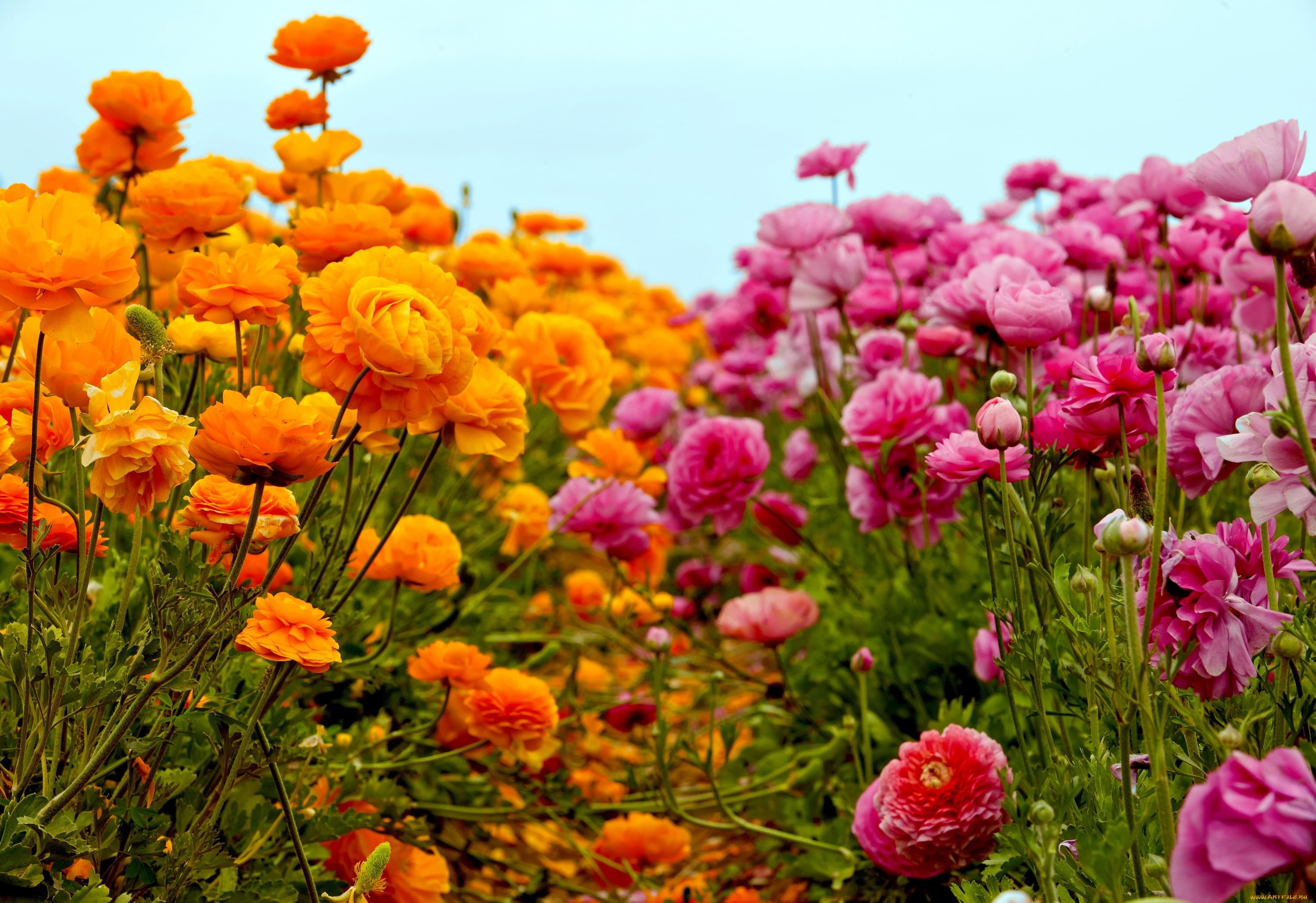 Penanaman dan penjagaan ranunculus di ladang terbuka: petua dan gambar