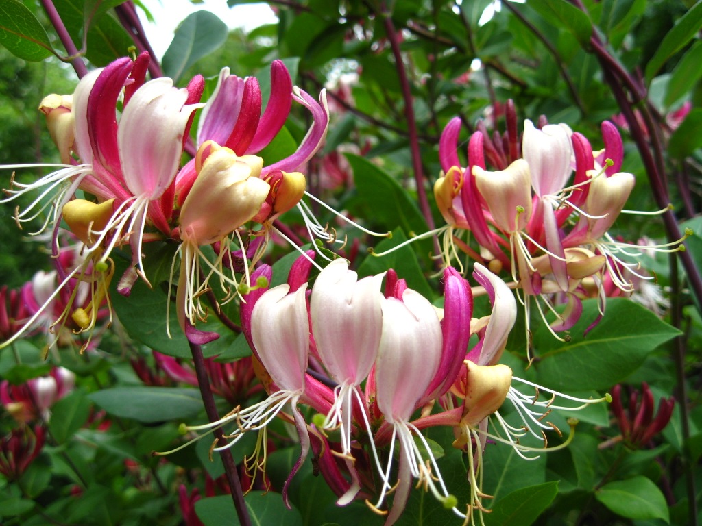 Honeysuckle kerinting: pokok hiasan untuk menghias laman web ini