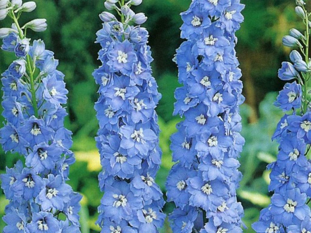 Menanam delphinium dari biji di rumah