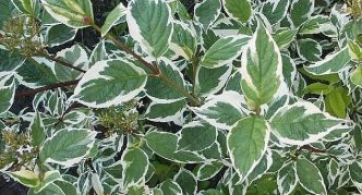 Dogwood Sibirica Variegata