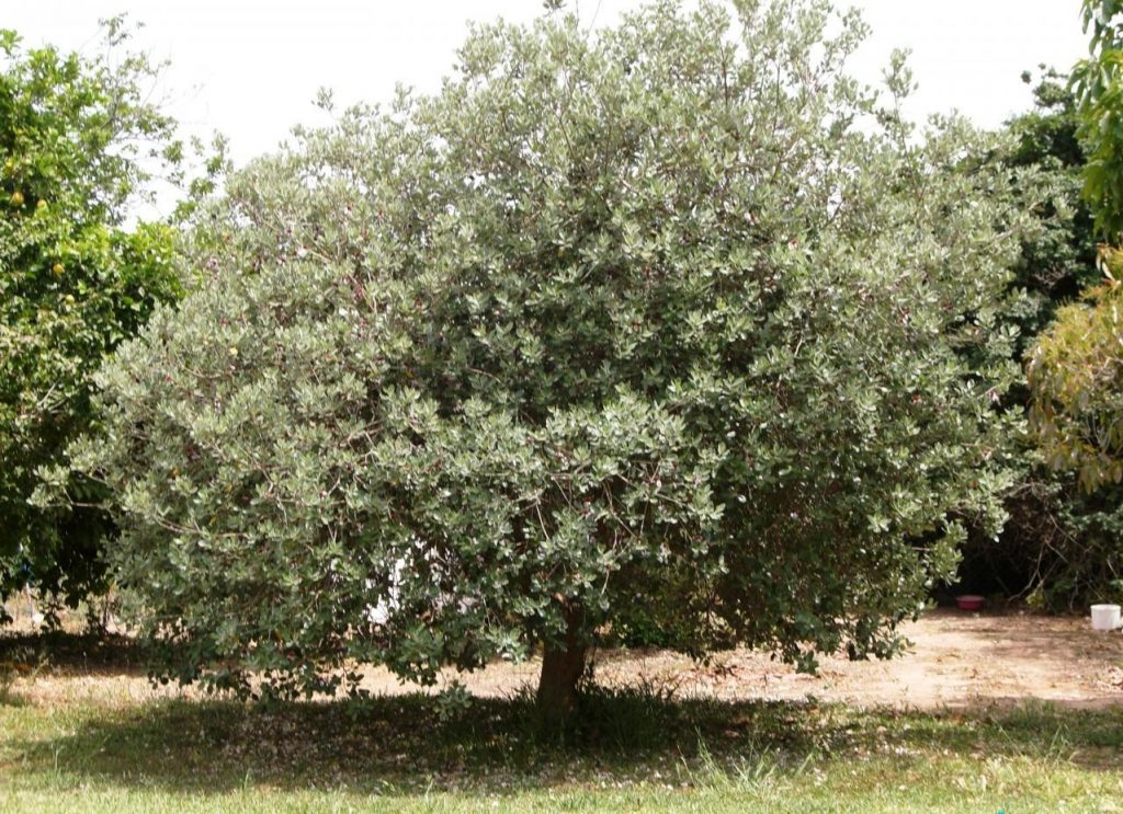 Pokok Feijoa