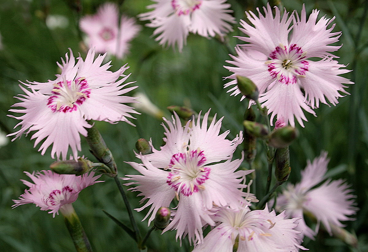 Carnation: penerangan mengenai tanaman dan gambar bunga