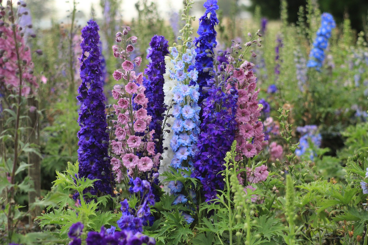 Delphinium perennial: penanaman dan penjagaan, foto bunga