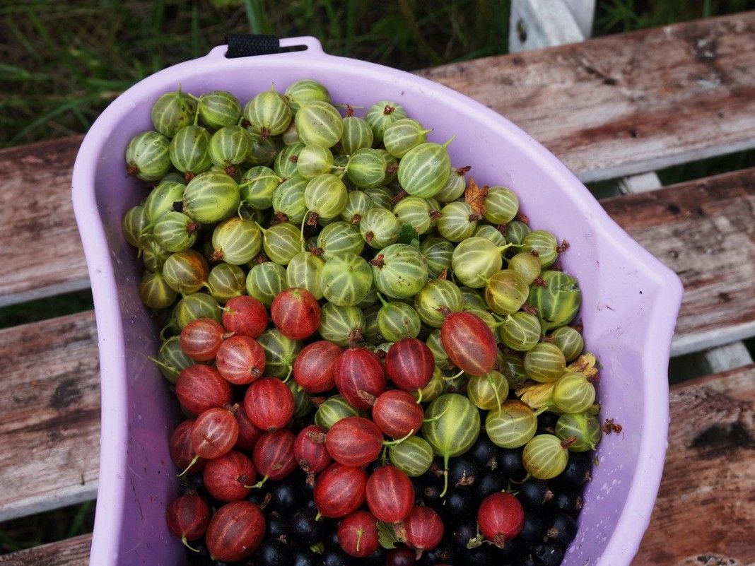 Varieti gooseberry: klasifikasi, ketahanan penyakit, ciri dan ciri