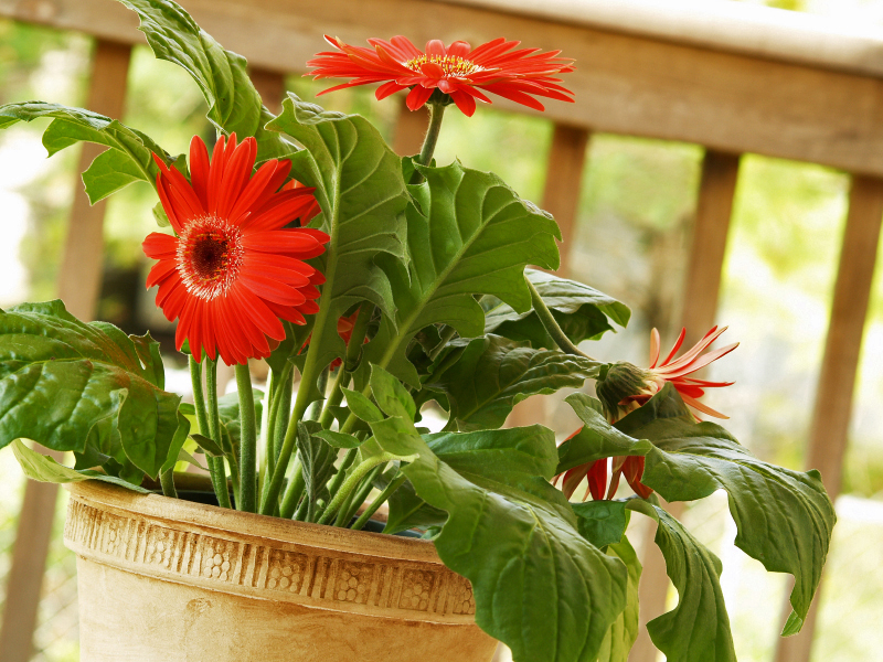 Gerbera dalaman, penjagaan bunga di rumah