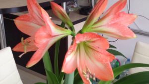 gippeastrum_1547909956_5c433b4463168.jpg