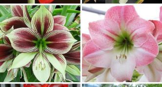 Hippeastrum