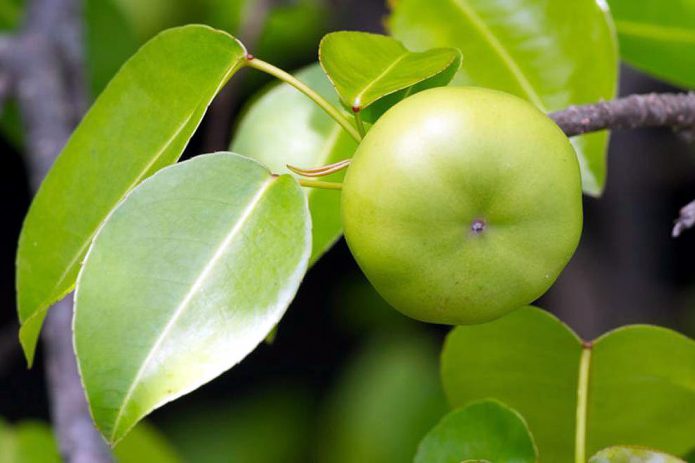 Pokok manchineel