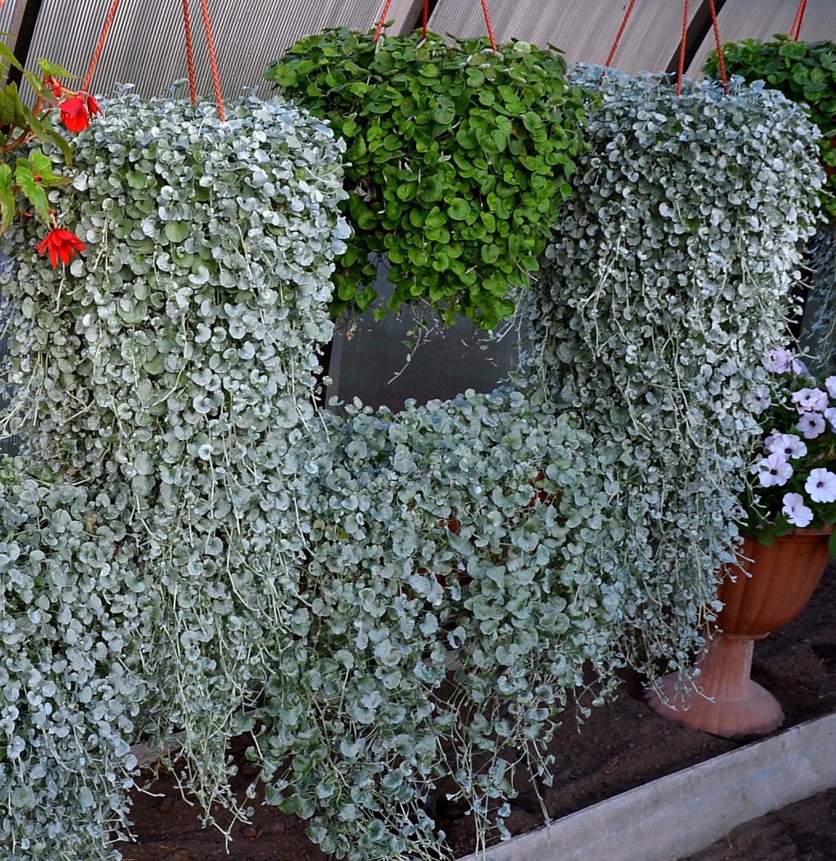 Dichondra Emerald Falls: tumbuh dari biji, menanam dan merawat