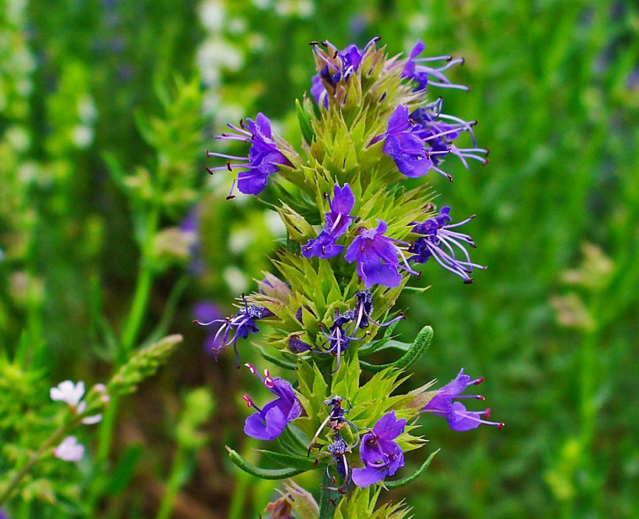 Hyssop atau St. John's wort biru: tumbuh dari biji, penjagaan dan foto