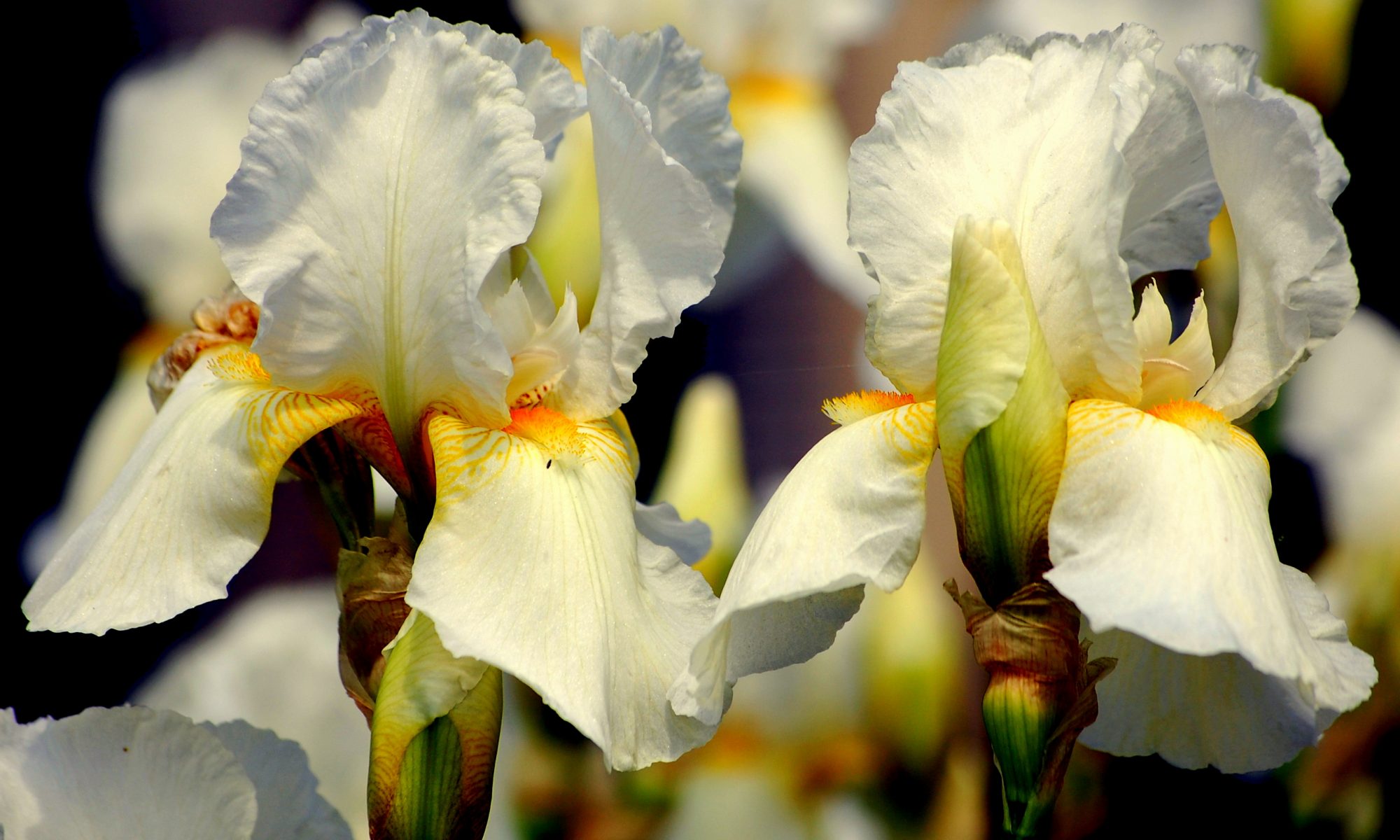 Bunga iris: keterangan dan jenis, foto