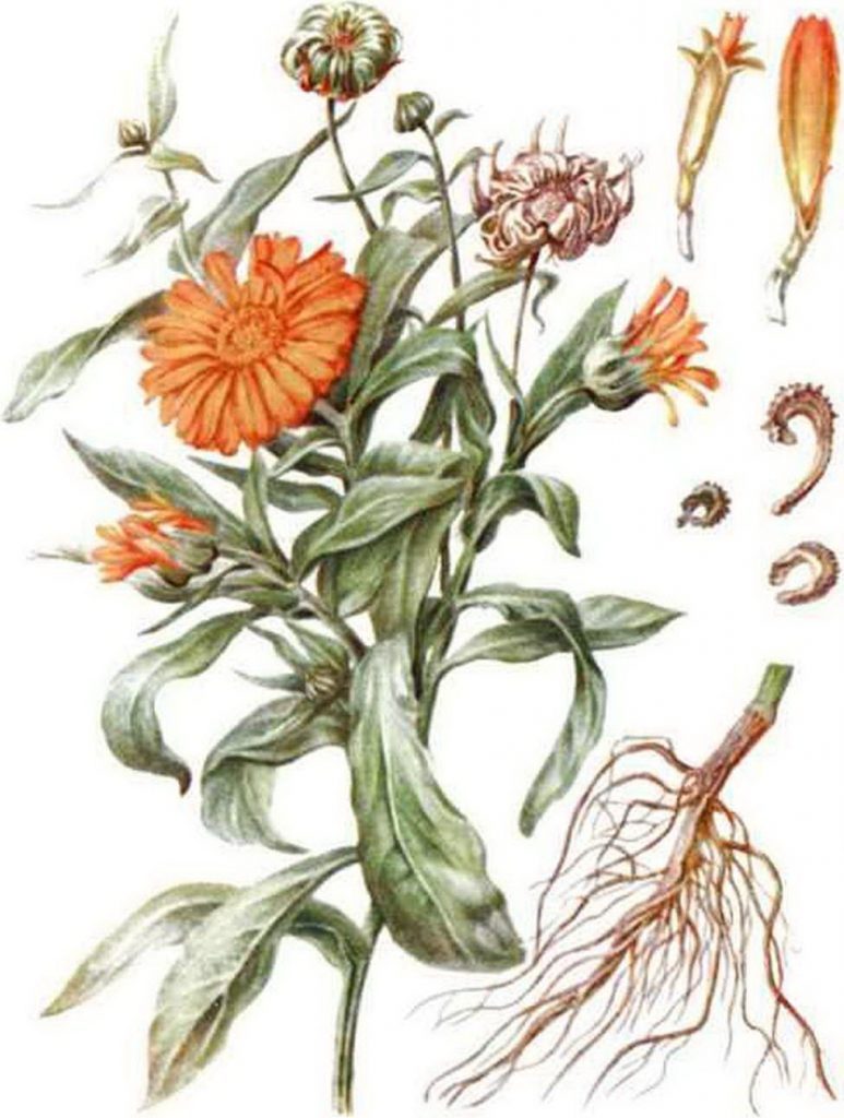 Calendula, rajah komponen