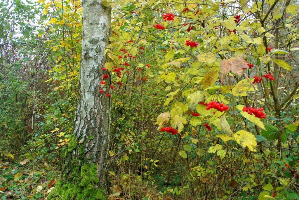 Viburnum di alam semula jadi