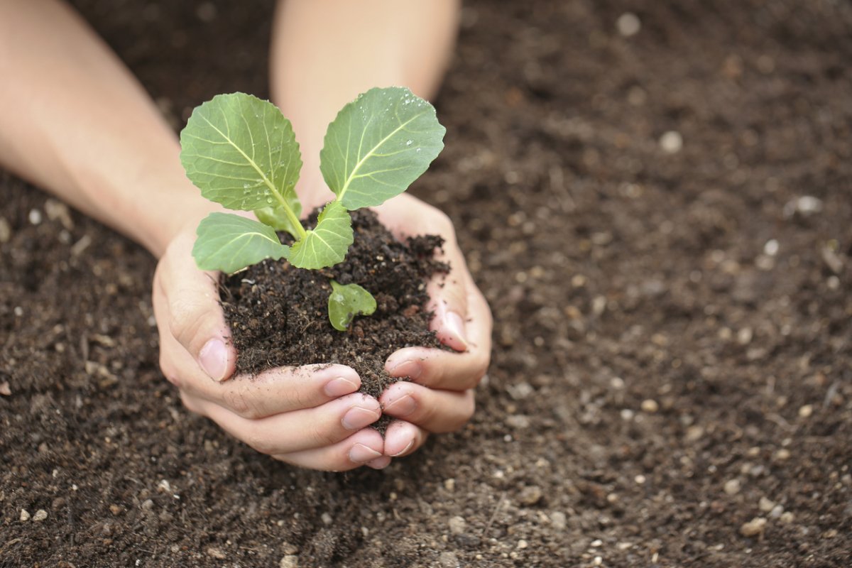 Menanam anak pokok kubis di rumah