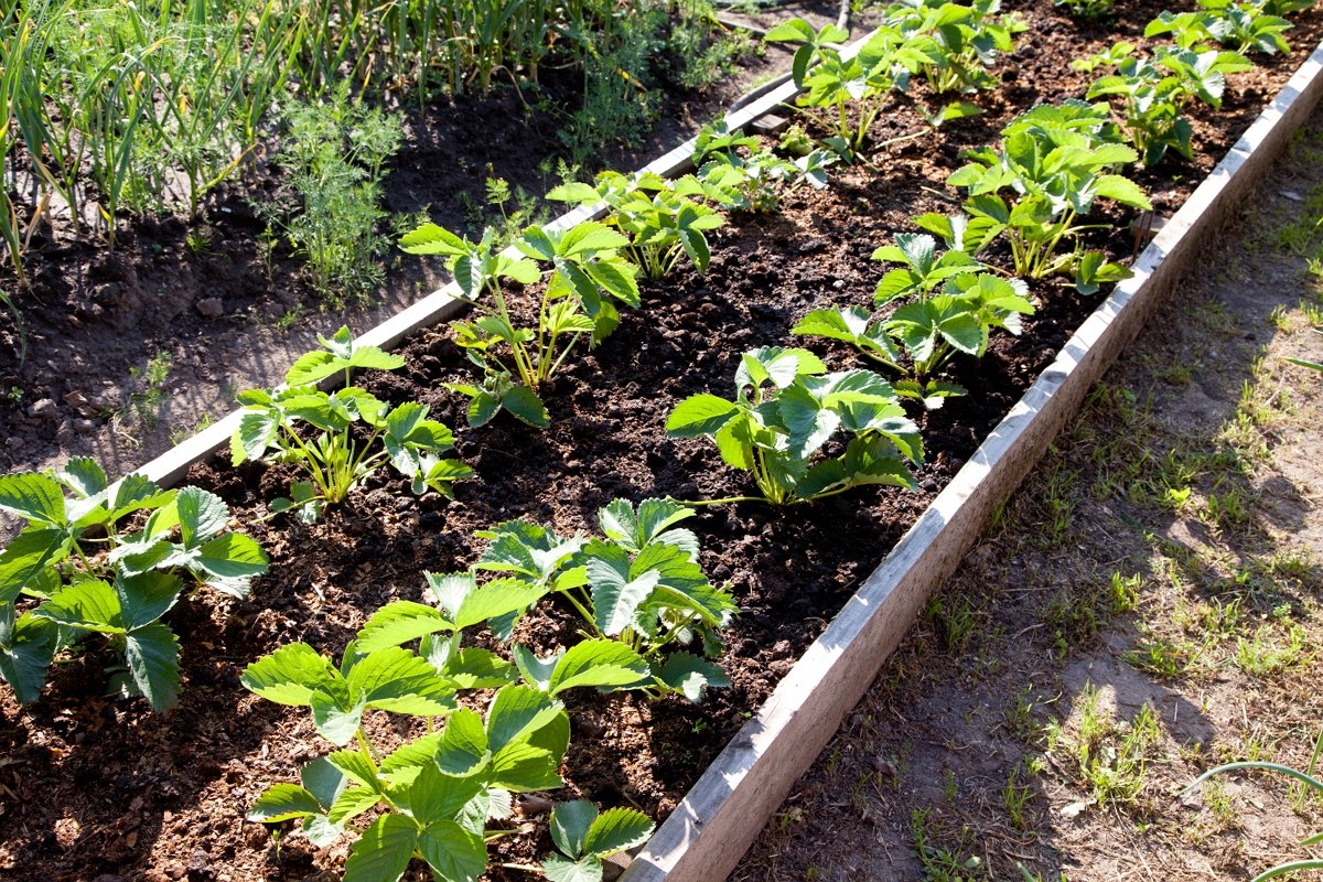 Tanah untuk strawberi dan strawberi: cara membuat penyediaan yang betul