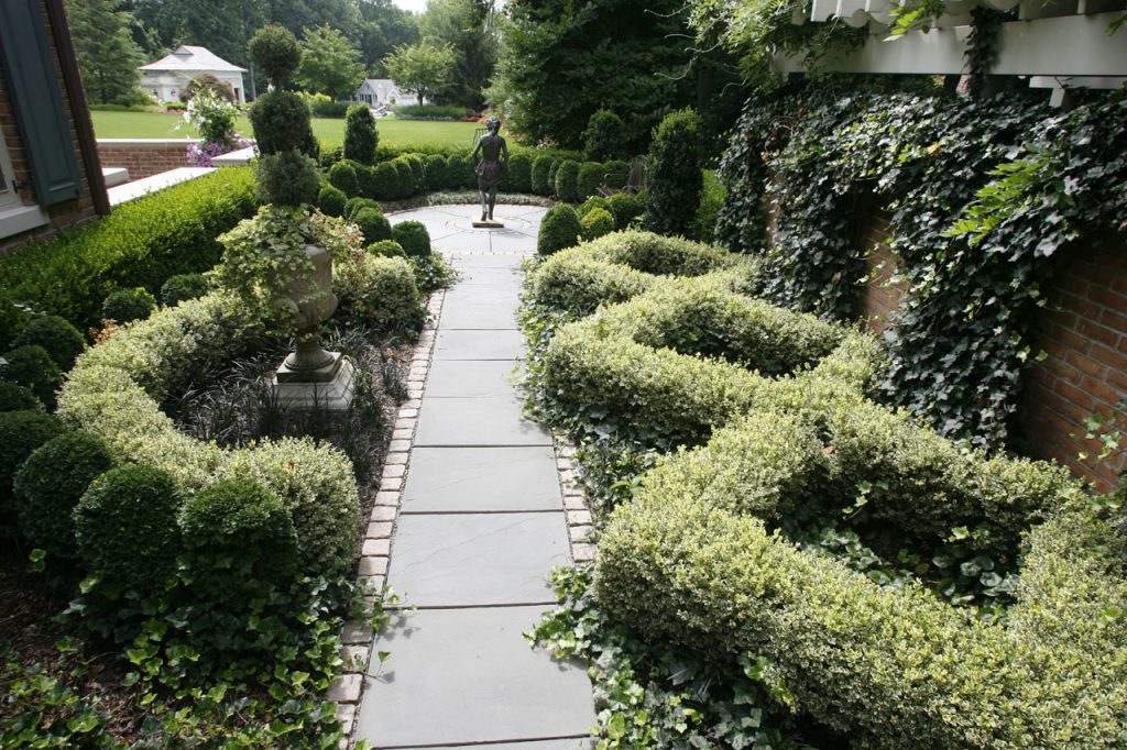 sempadan kerinting dari euonymus