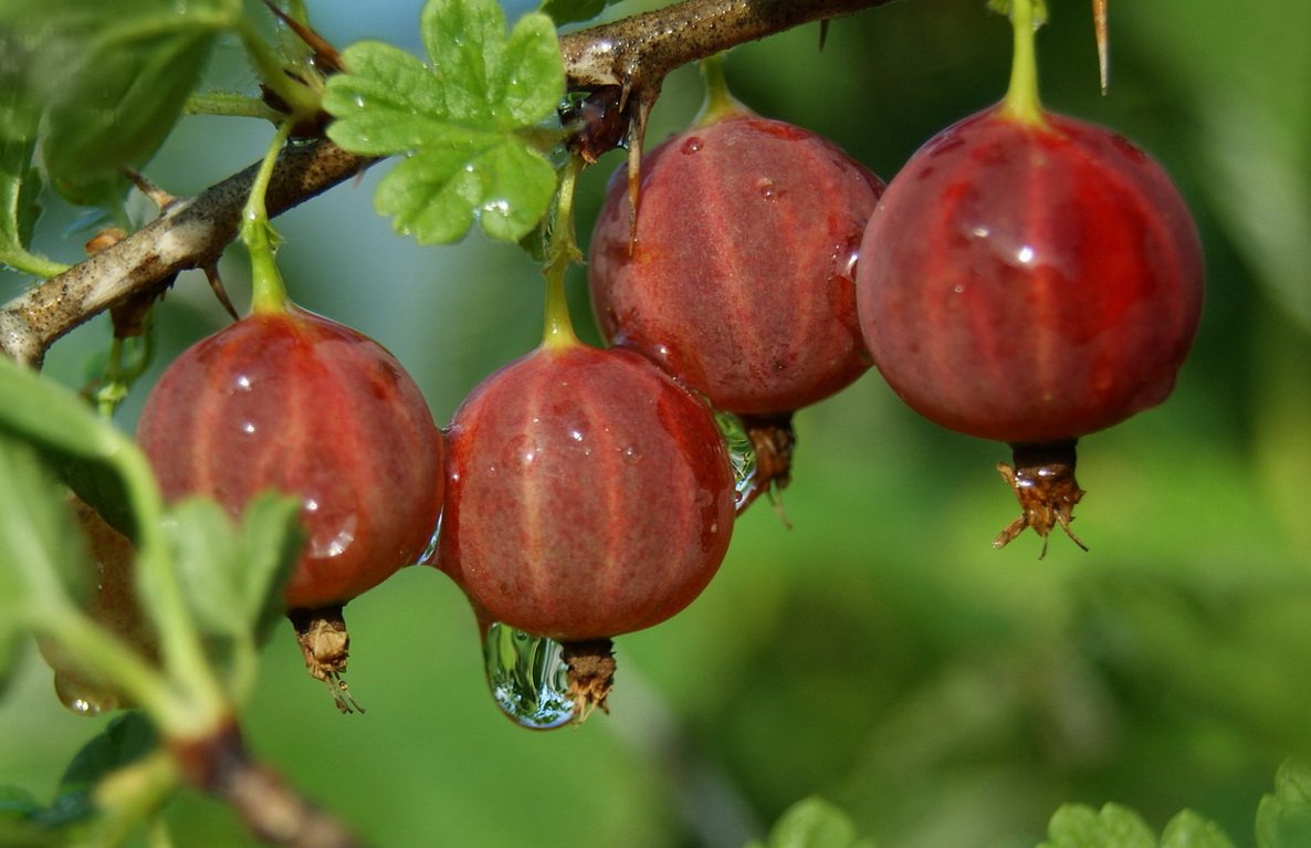 Pemangkasan gooseberry musim bunga: pembentukan dan peremajaan semak