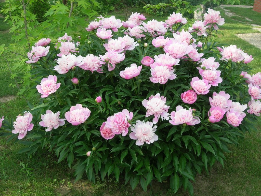 Peony belukar