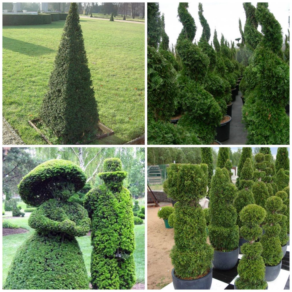 Thuja semak