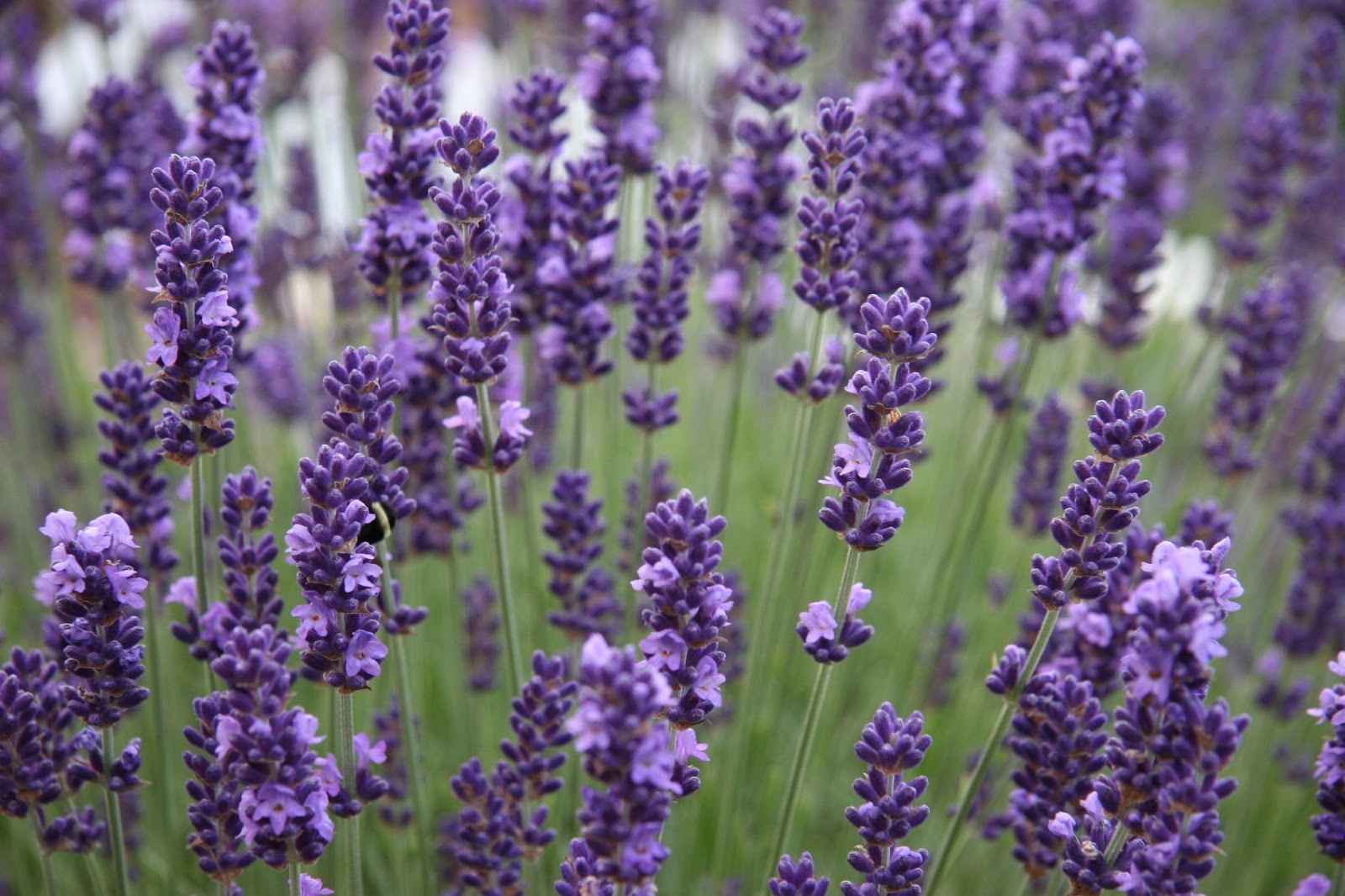 Lavender yang tumbuh di wilayah Moscow: varieti, foto bunga