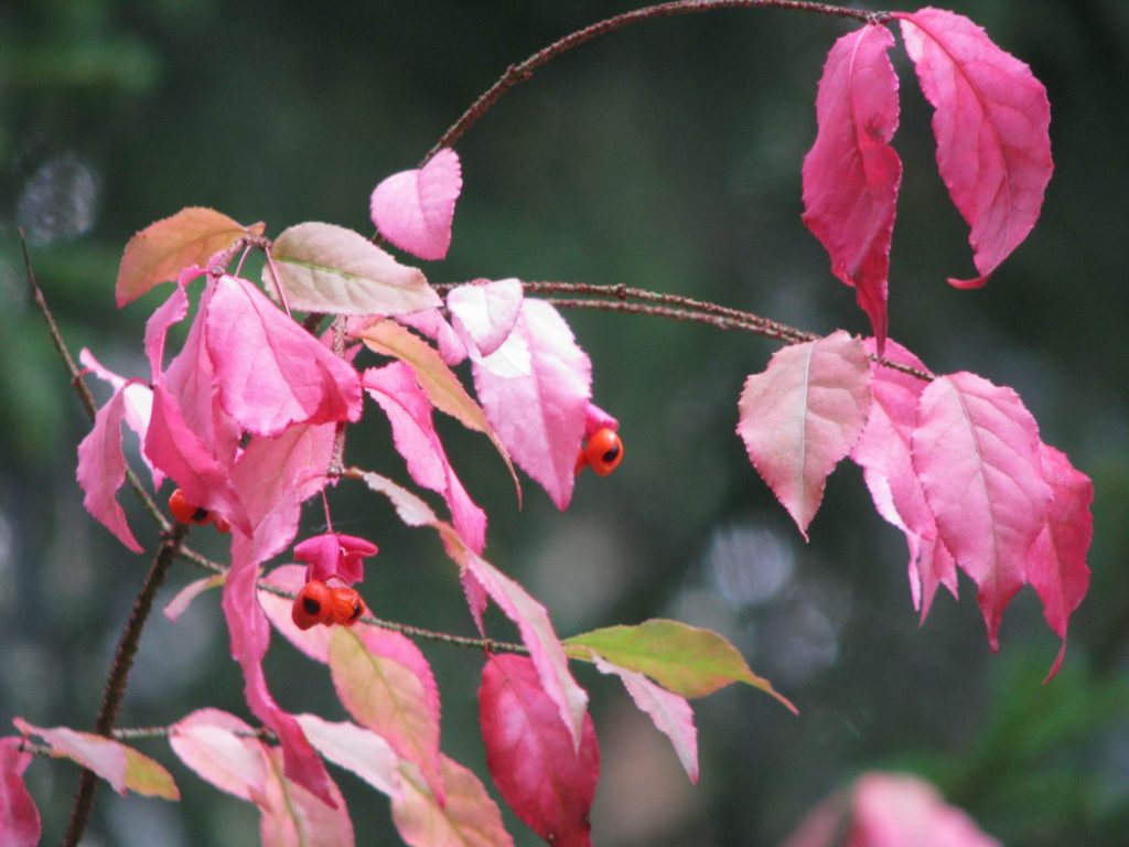 Dedaunan Euonymus