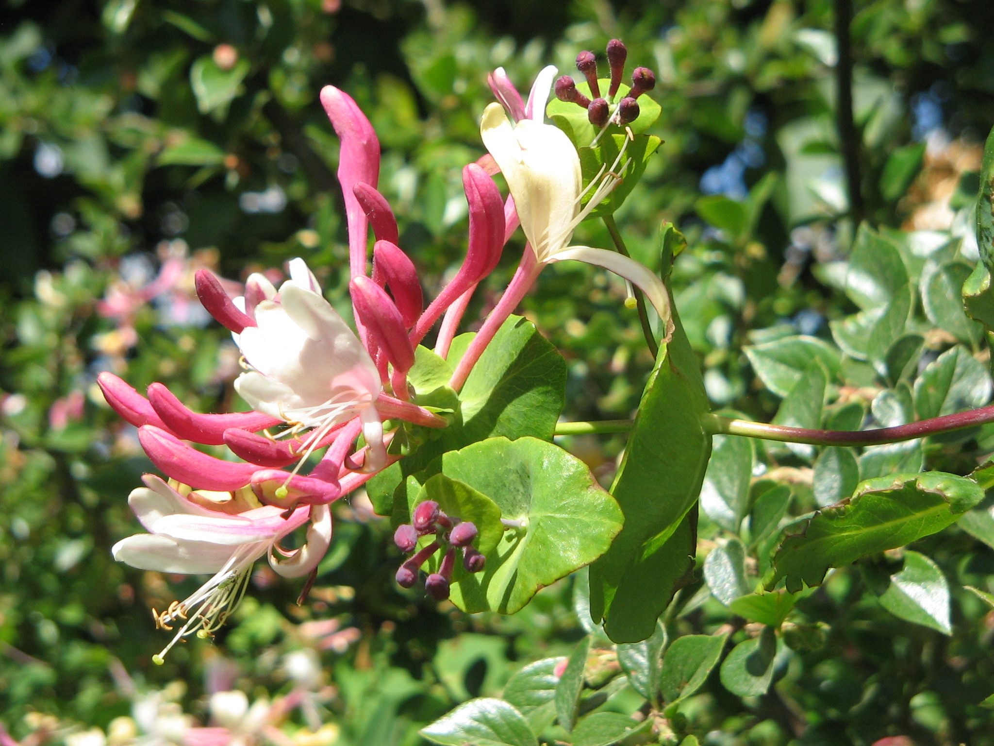 Honeysuckle honeysuckle: foto, penanaman dan penjagaan tanaman