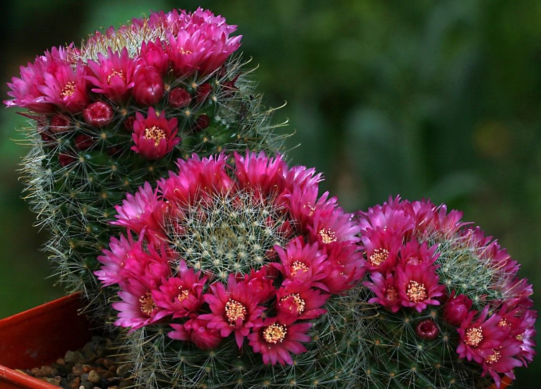 Mammillaria cactus: penjagaan di rumah