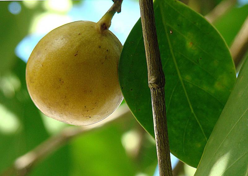 10 tumbuhan paling beracun di dunia