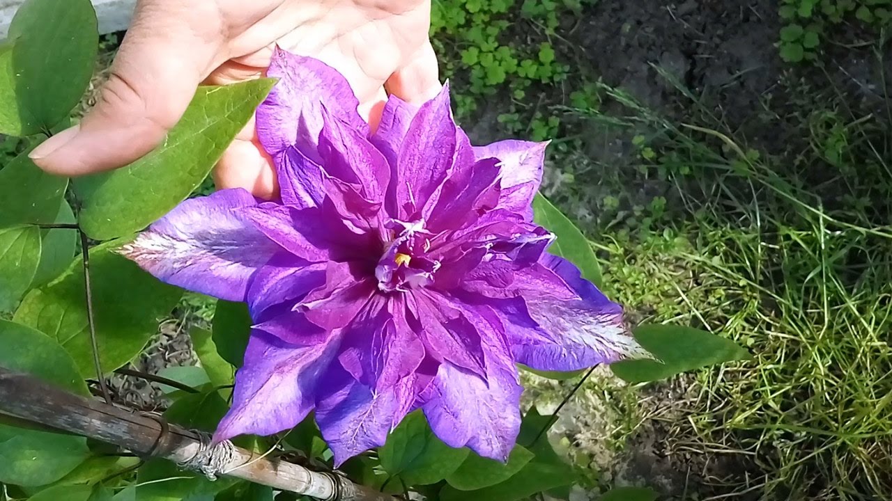 Bagaimana cara menanam clematis dari biji di rumah?