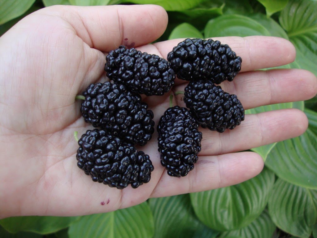 Pokok mulberry: jenis murbei, sifat mulberry yang berguna