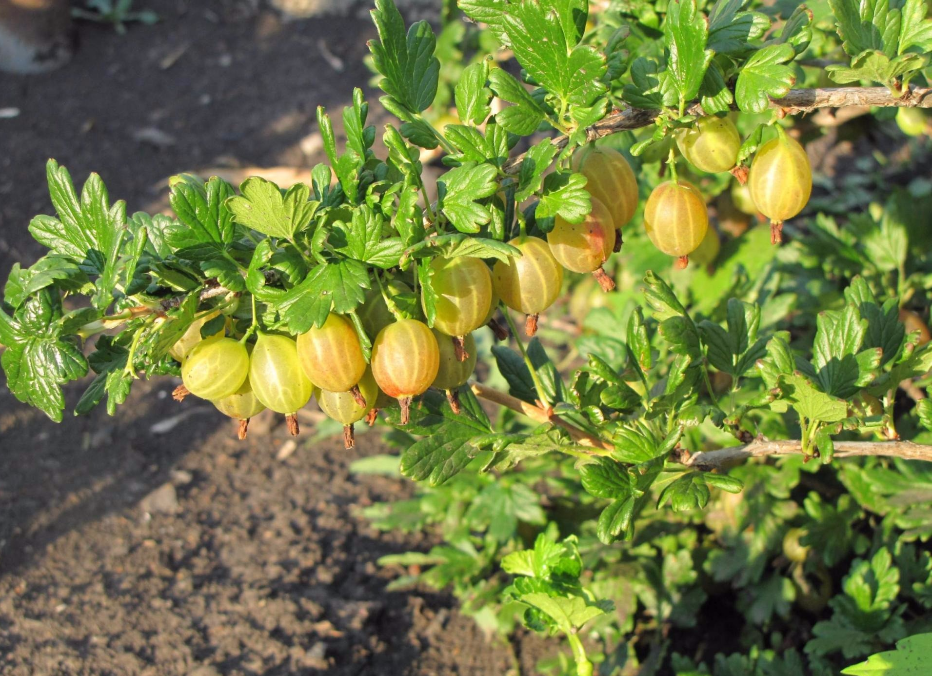 Kuning Rusia - pelbagai gooseberry dengan watak keras dan buah beri yang lembut