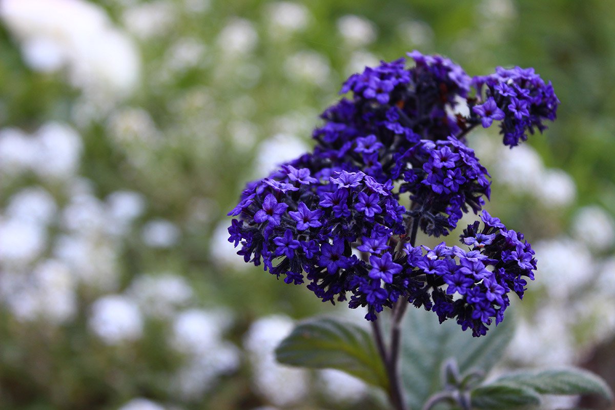 Tumbuh heliotrope dari biji di rumah