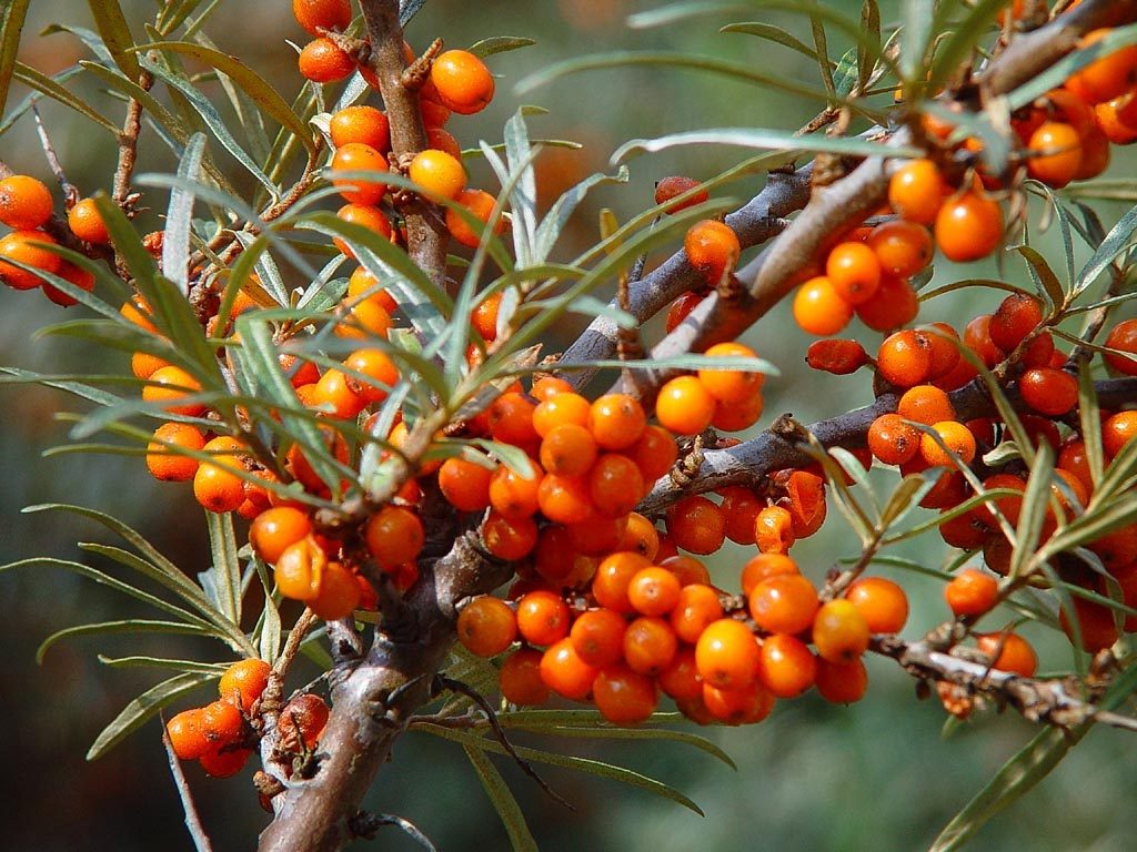 Buckthorn laut di dahan