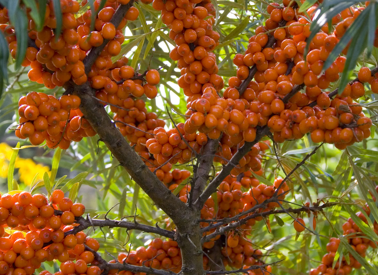 Buckthorn laut yang berbeza: varieti yang popular, ciri penanaman di kawasan yang berbeza