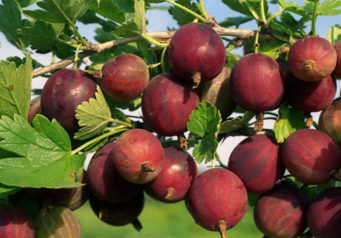 pemangkasan semak gooseberry lama