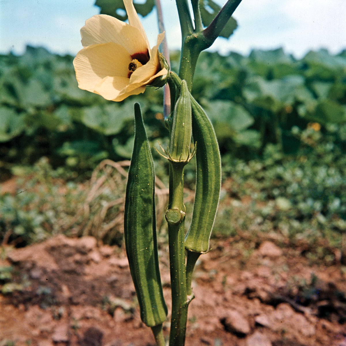 Okra (okra): apa itu, faedah dan kontraindikasi