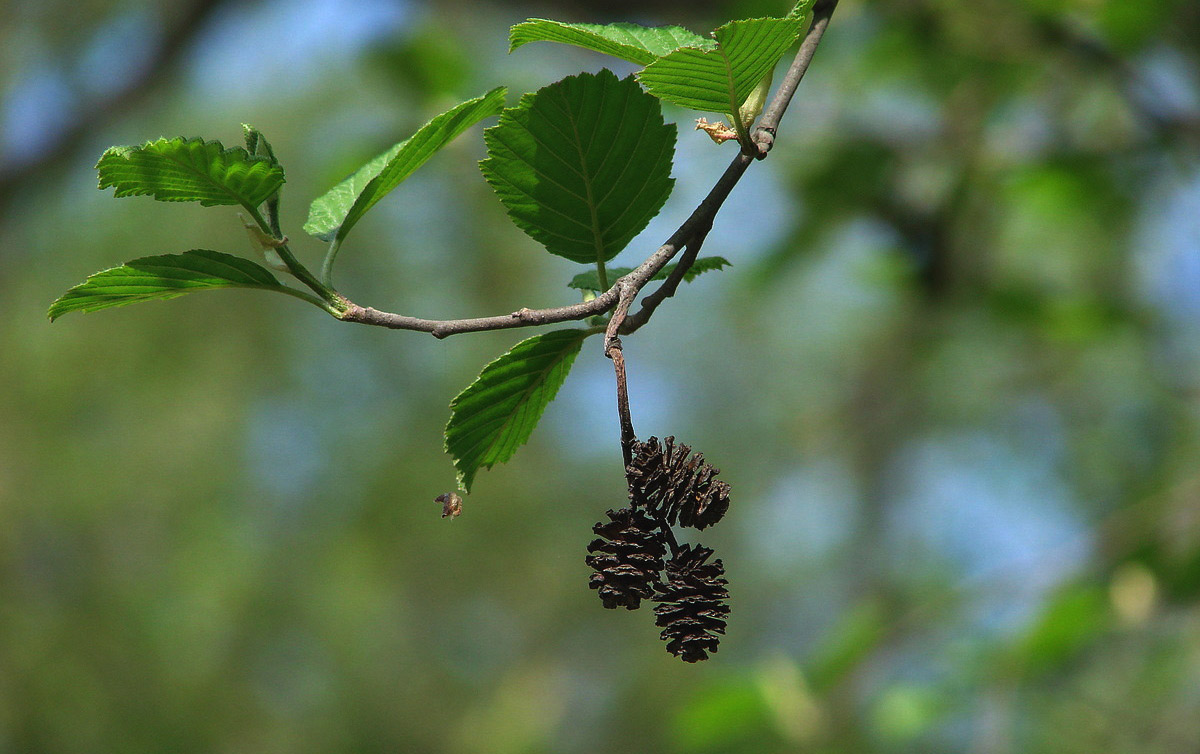 Alder - penerangan, foto pokok dan daun