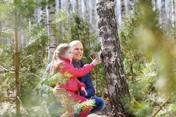 Bapa dan anak perempuan mengumpulkan getah birch