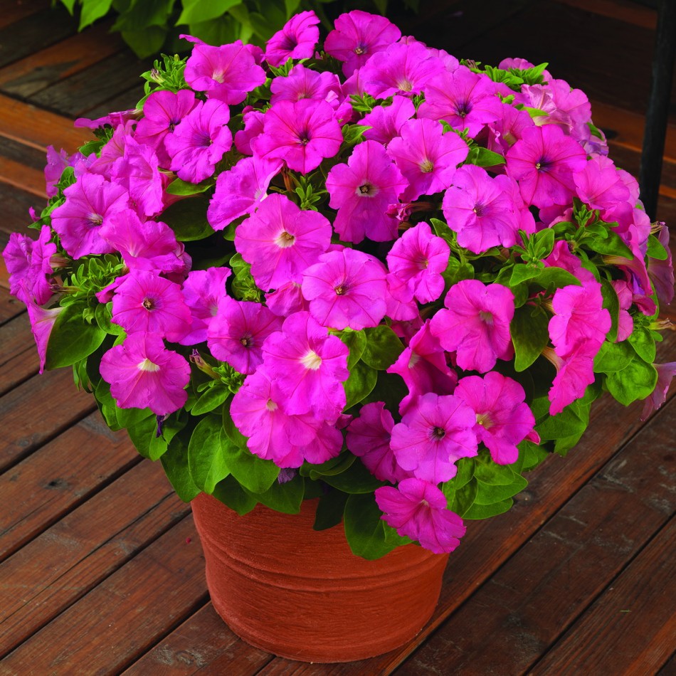 Menanam petunia dari biji di rumah