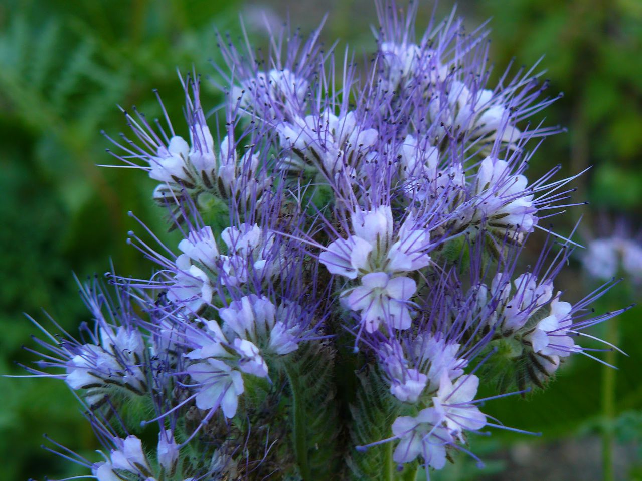 Bunga Phacelia: varieti, foto, kualiti berguna dan penanaman