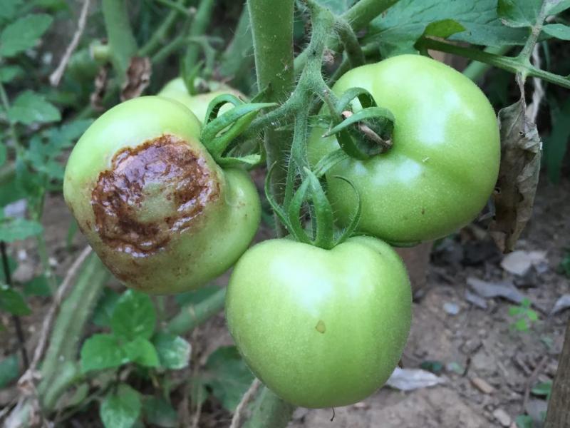 Tomato membusuk