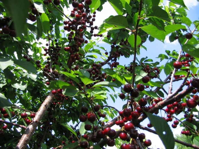 Pokok Duke dengan buah beri