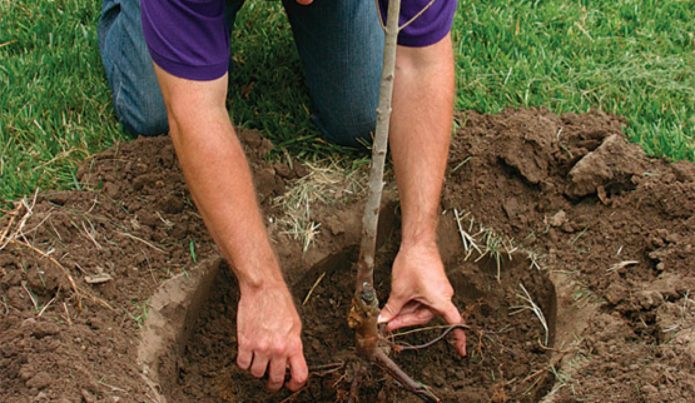 Anak pokok Duke di lubang penanaman