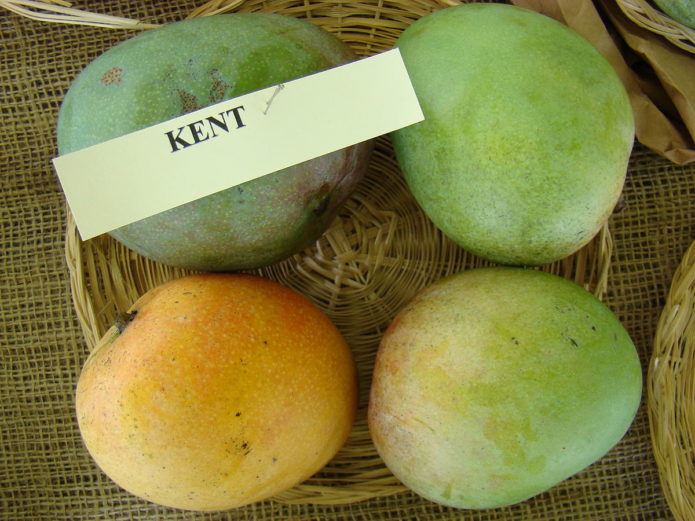 Mangga Kent