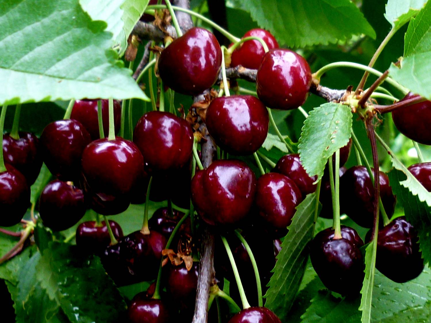 Cherry Tyutchevka - keindahan taman dengan buah-buahan yang sihat dan enak