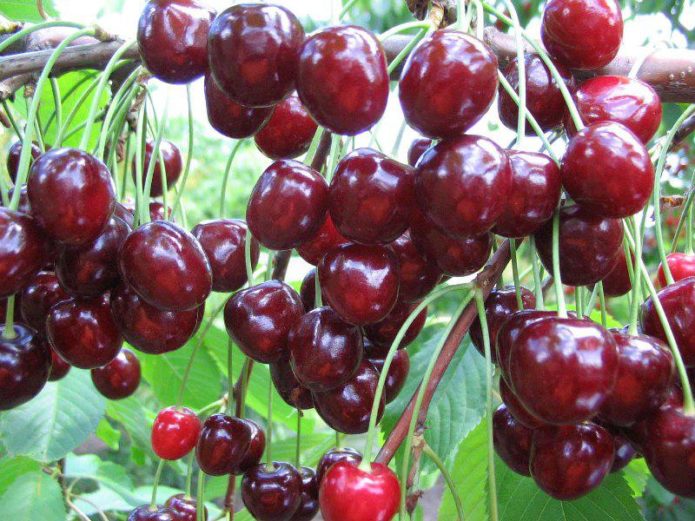 Cherry Tyutchevka