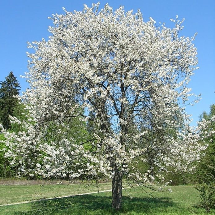 Pokok ceri Chermashnaya